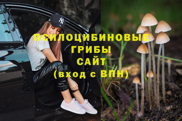 гашик Корсаков